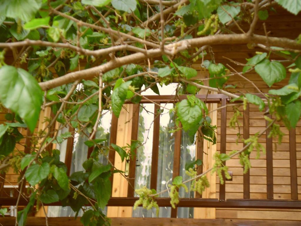 Cesur Pansiyon Cirali Exterior foto